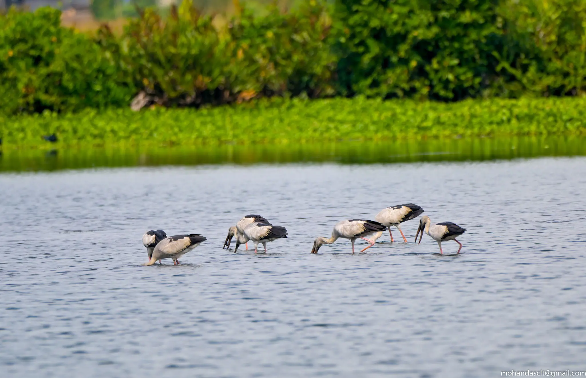 Asian openbill